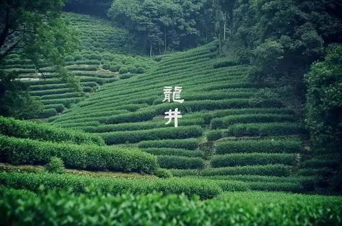 12.2枫叶红了 驴友托班级徒步线 漫走九溪十八涧,云栖竹径忆古今 杭州