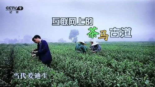 农创客进高校 艺福堂茶业李晓军 做互联网 茶马古道 的探路者