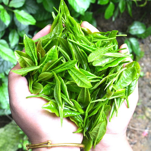 茶叶 绿茶 龙井茶2019新茶 浓香型 明前西湖龙井茶 250g 袋装