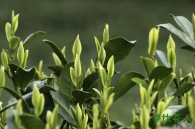 西湖龙井茶等级,西湖龙井茶叶级别(分为五个级别)