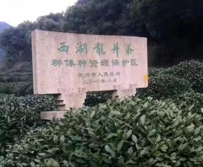 教你辨别西湖龙井茶