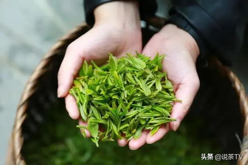 馆在茶间 茶在场馆 这座无院墙博物馆定会让你大饱眼福丨海丝茶旅